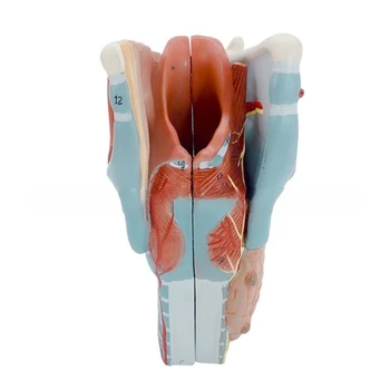 Anatomijos Gerklų Modelis, Nuimamas Žmogaus Gerklės Anatomija Modelis 2x Išsiplėtusios Gerklės Anatomija Modelio Mokymo Prop Studentas